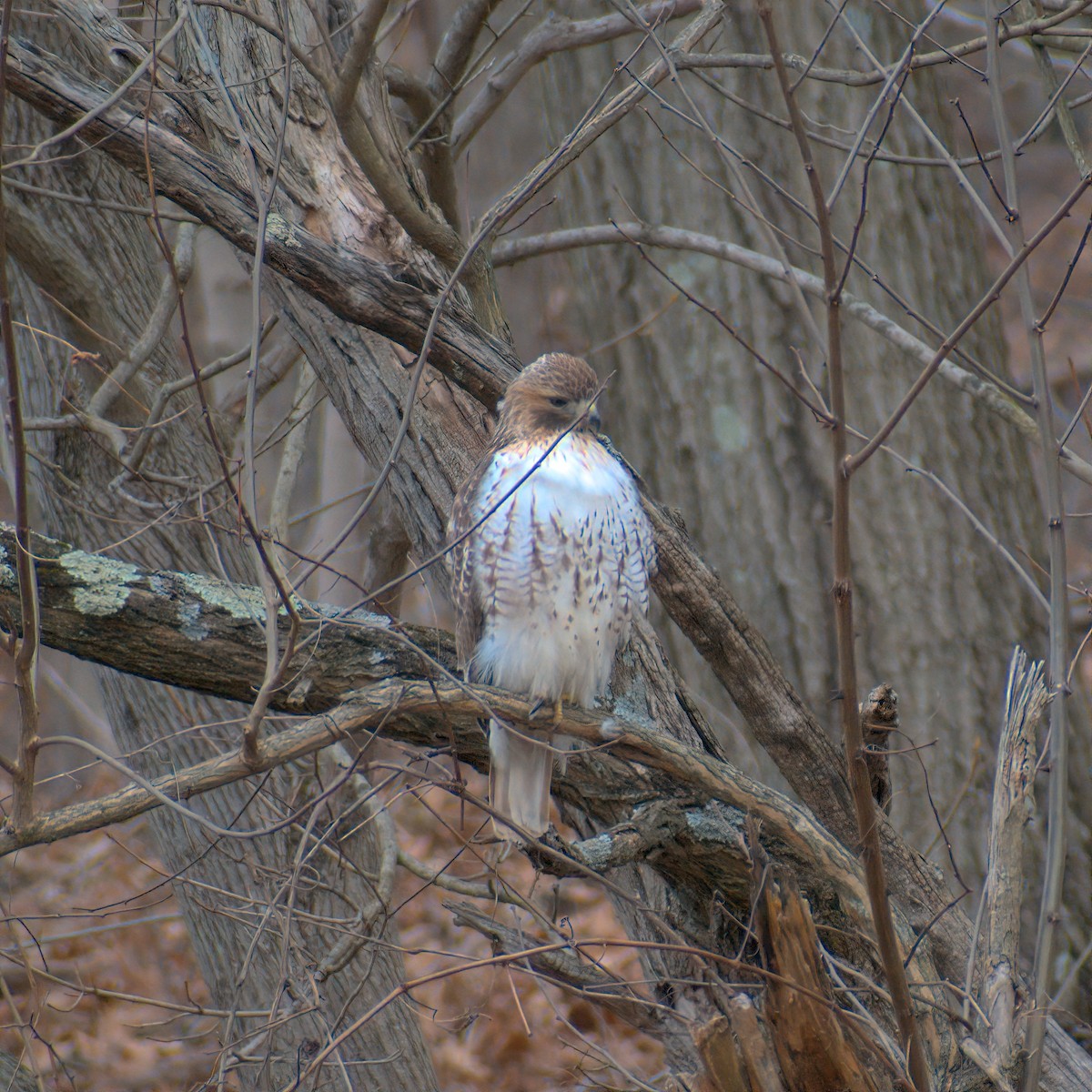 Red-tailed Hawk - ML614922808