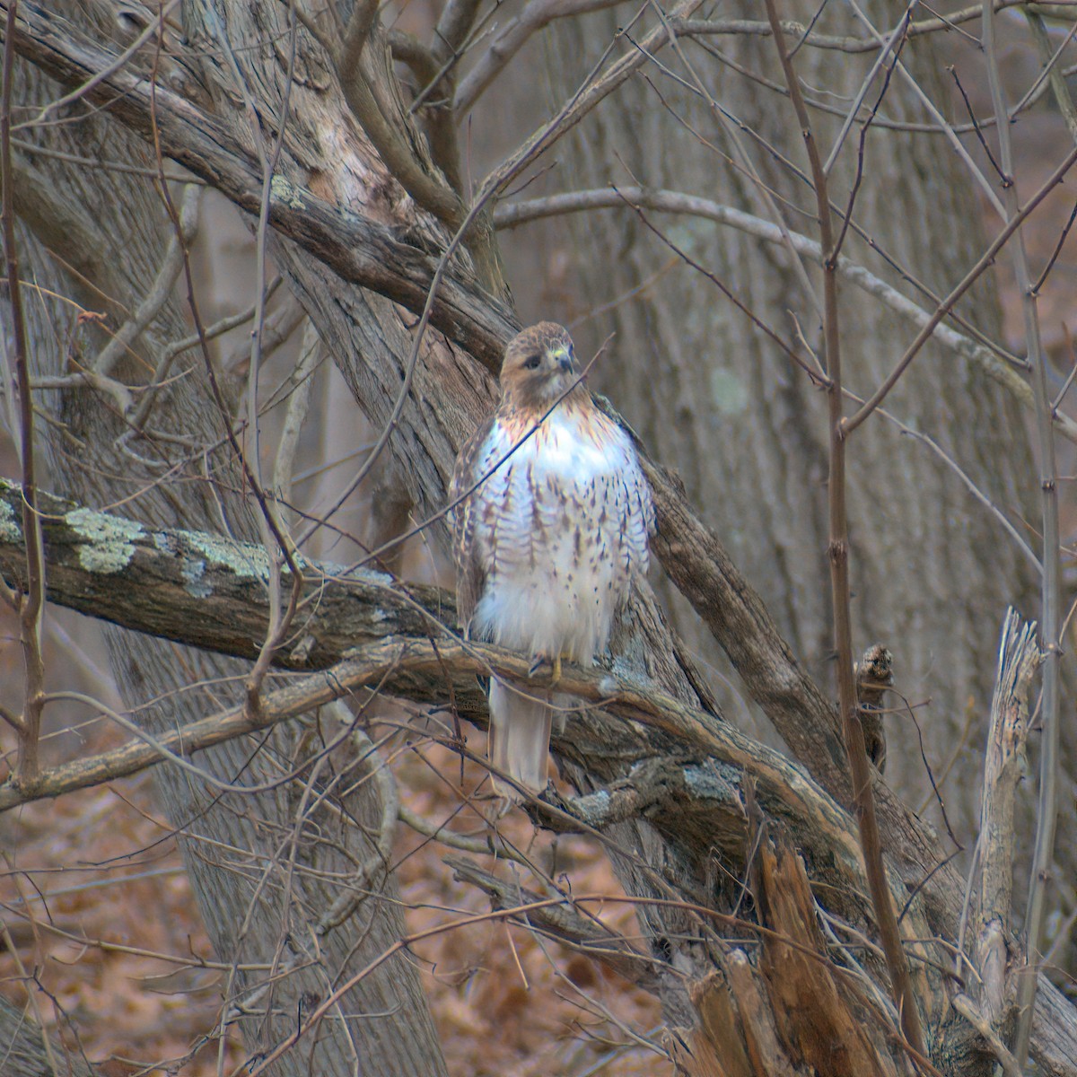 Rotschwanzbussard - ML614922809