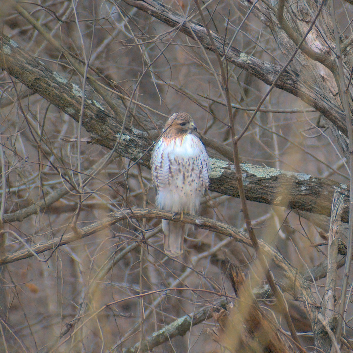 Red-tailed Hawk - ML614922810