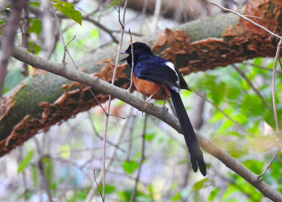 White-rumped Shama - ML614922888