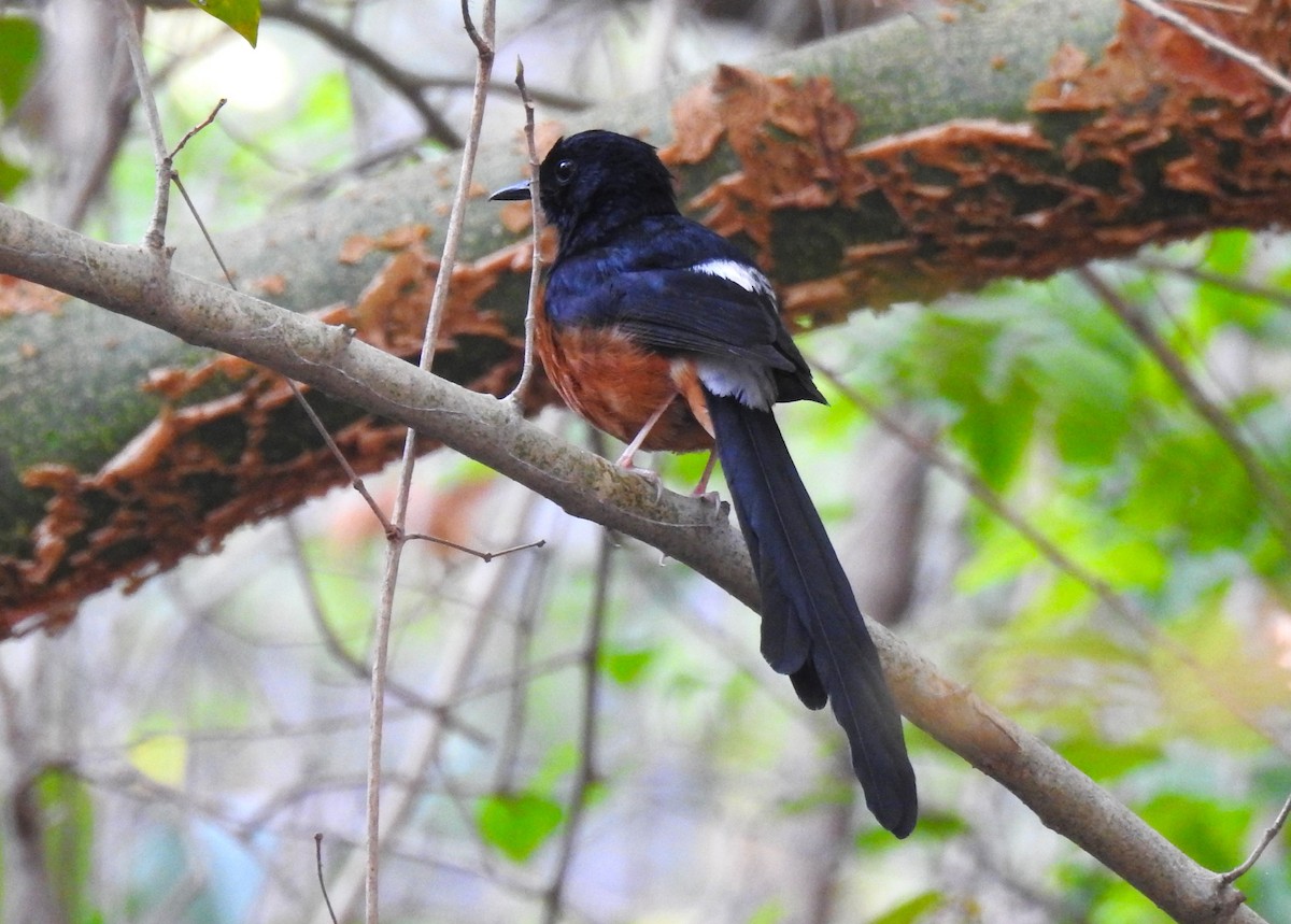 White-rumped Shama - ML614922891