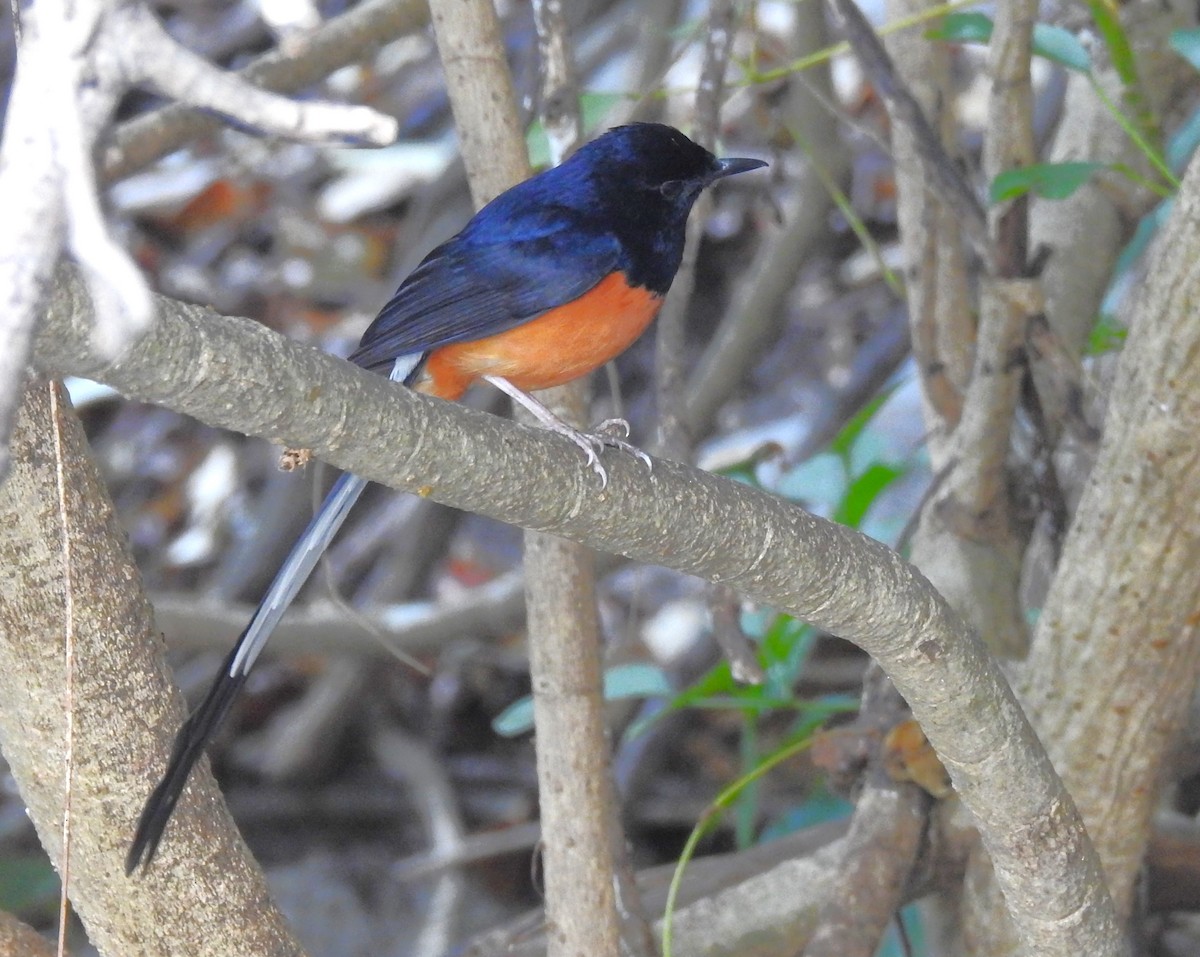 White-rumped Shama - ML614922902