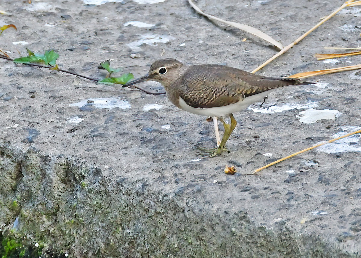 Common Sandpiper - ML614922904