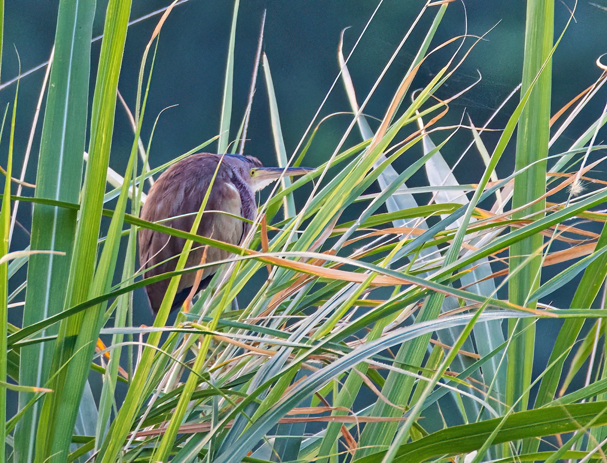 Yellow Bittern - ML614922907