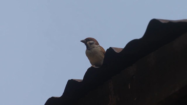 Eurasian Tree Sparrow - ML614922951