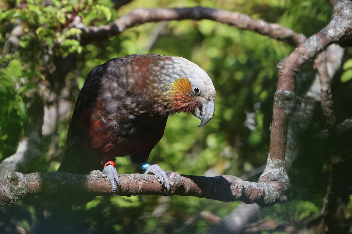 New Zealand Kaka - ML614923172