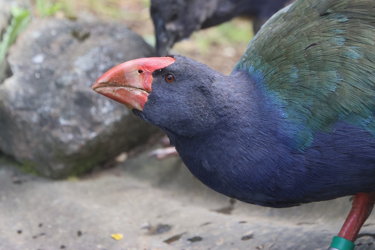 South Island Takahe - Gavin Bieber