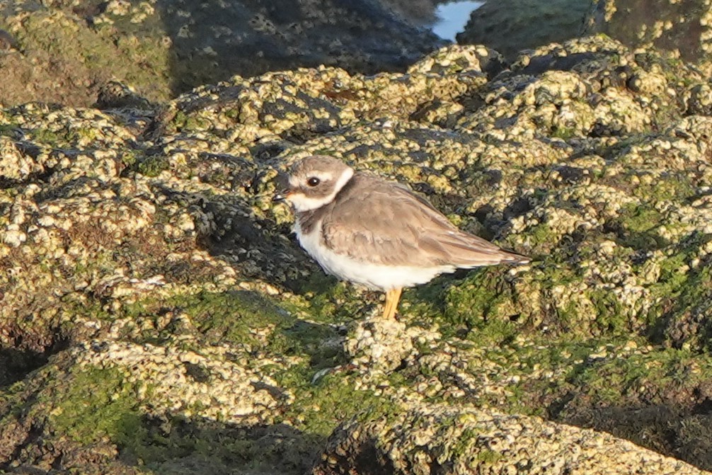 Semipalmated Plover - ML614923177