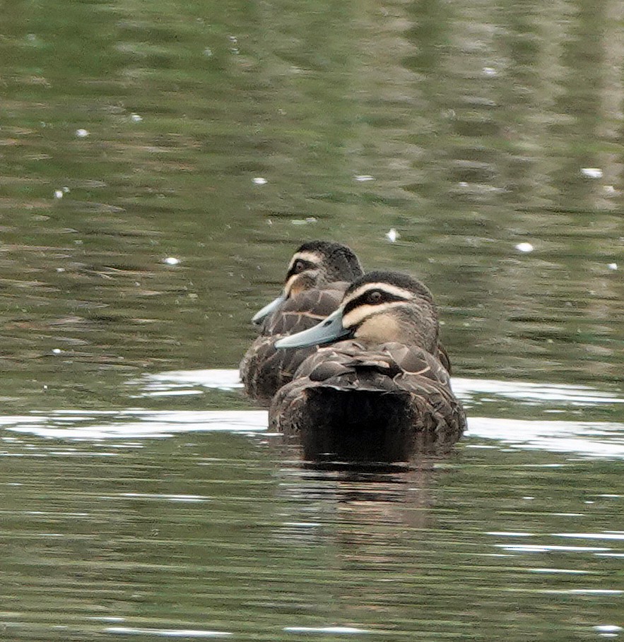 Pacific Black Duck - ML614923178