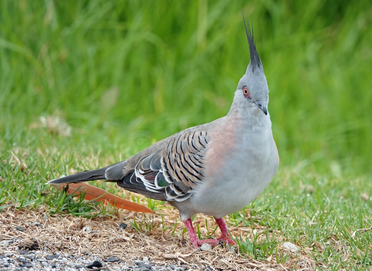 Crested Pigeon - ML614923193