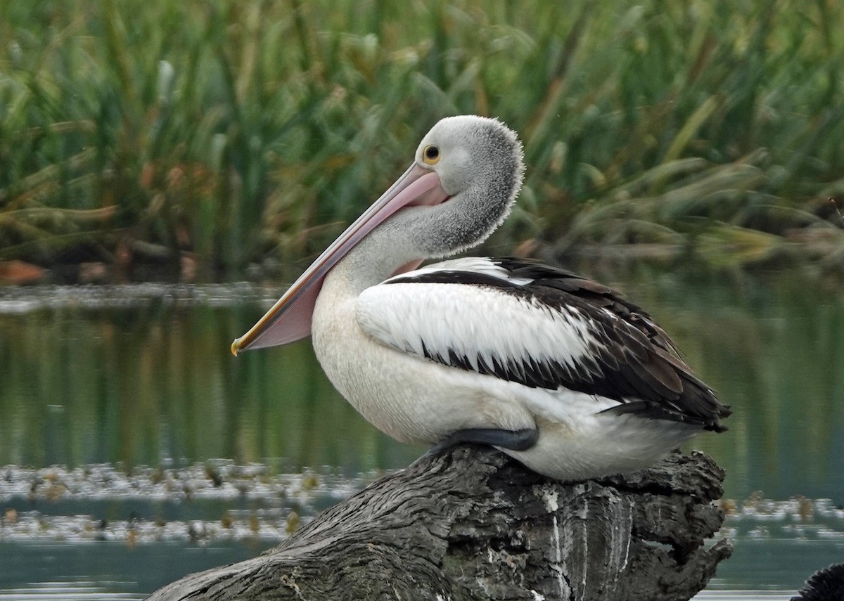 pelikán australský - ML614923214