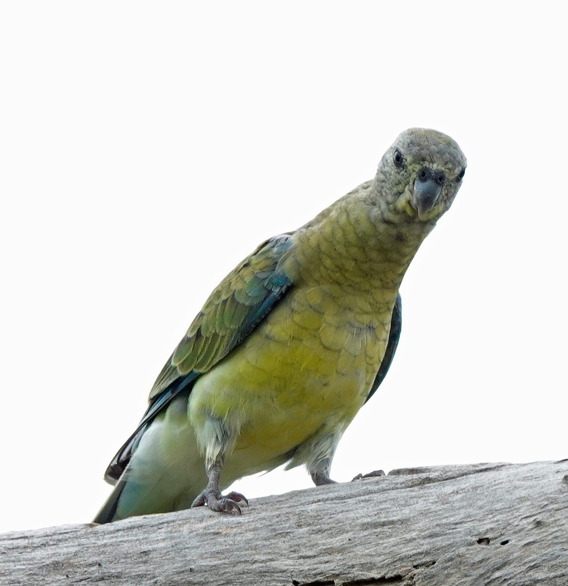 Red-rumped Parrot - ML614923227
