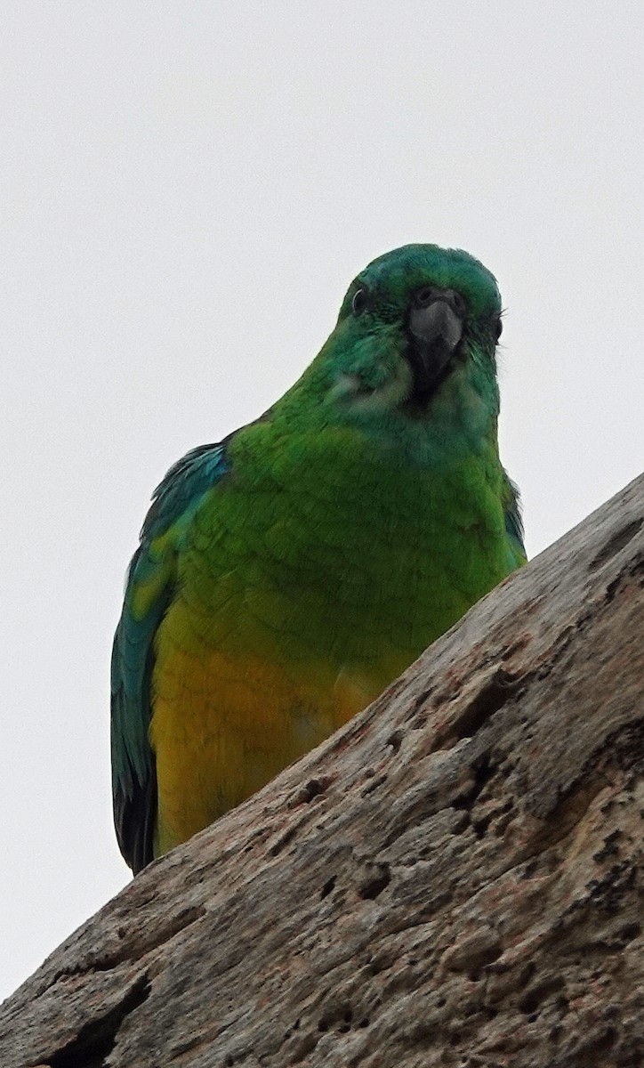 Red-rumped Parrot - ML614923228