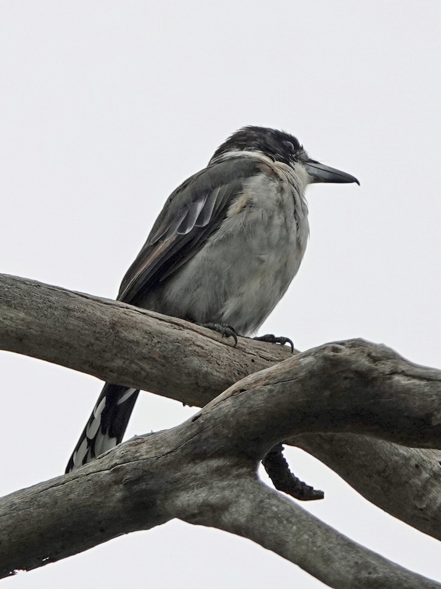 Gray Butcherbird - ML614923230