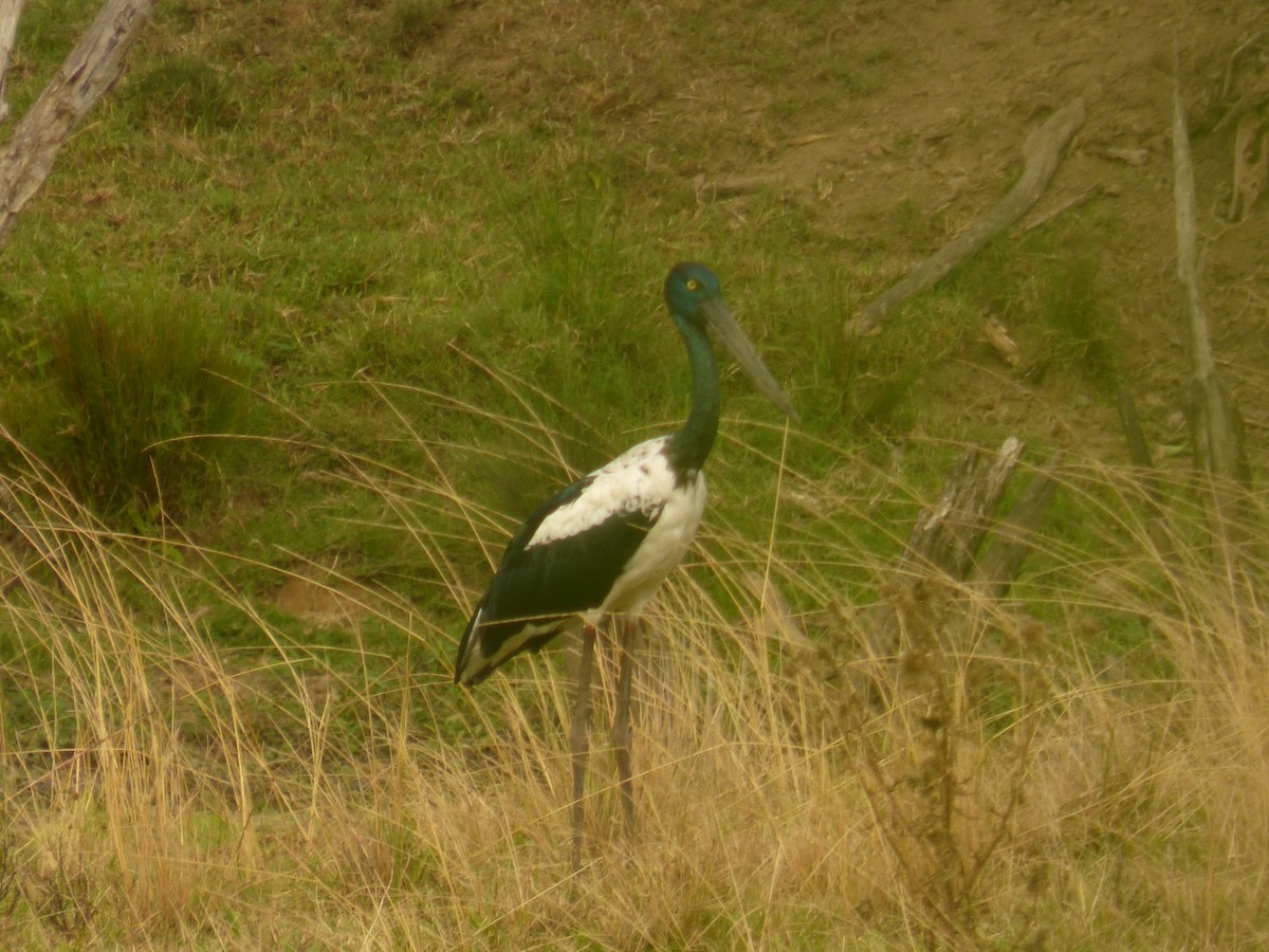 Black-necked Stork - Matt Hinze