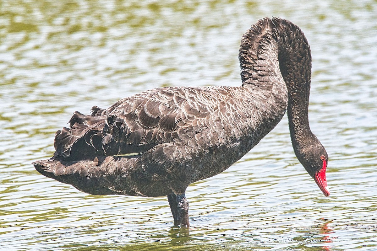 Cisne Negro - ML614923297