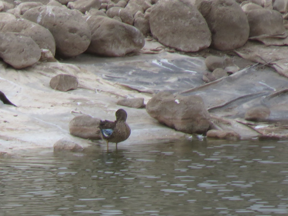 Blue-winged Teal - ML614923332