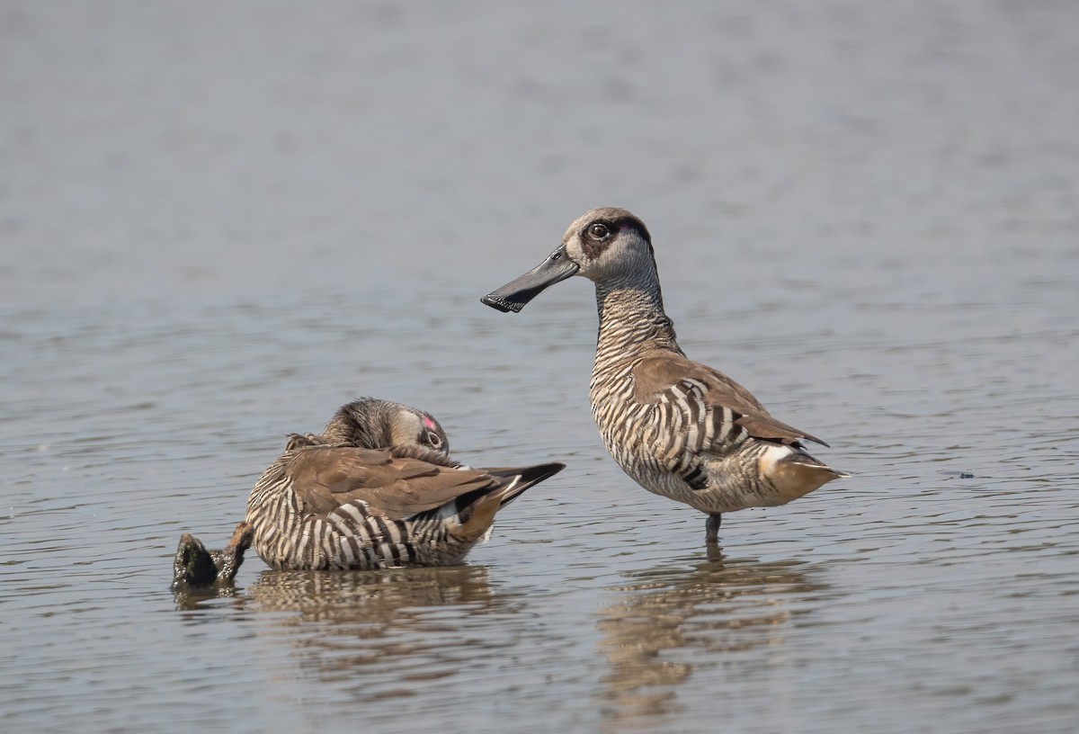 Pink-eared Duck - ML614923383