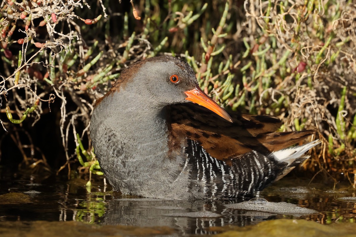 Water Rail - Tiago Guerreiro