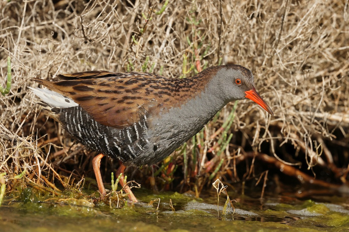 Water Rail - ML614923389