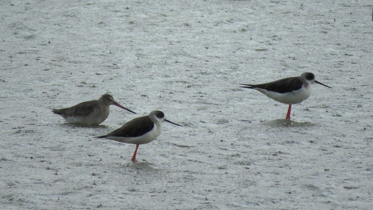 Black-tailed Godwit - ML614923396