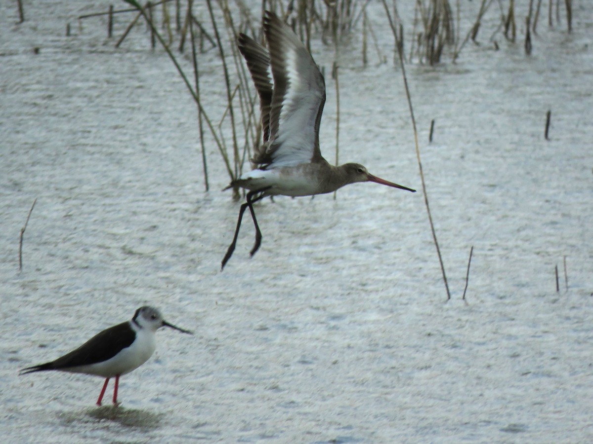 Black-tailed Godwit - ML614923397