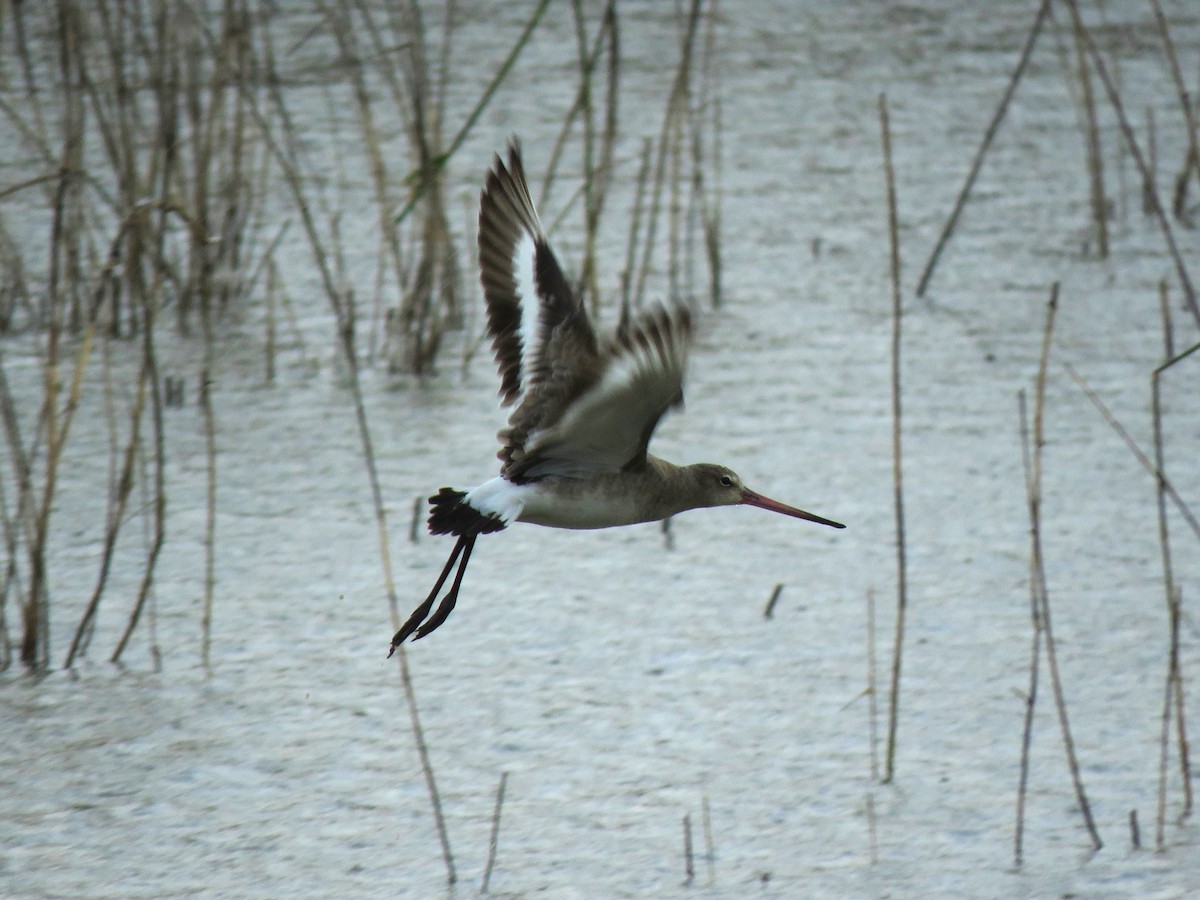 Black-tailed Godwit - ML614923400