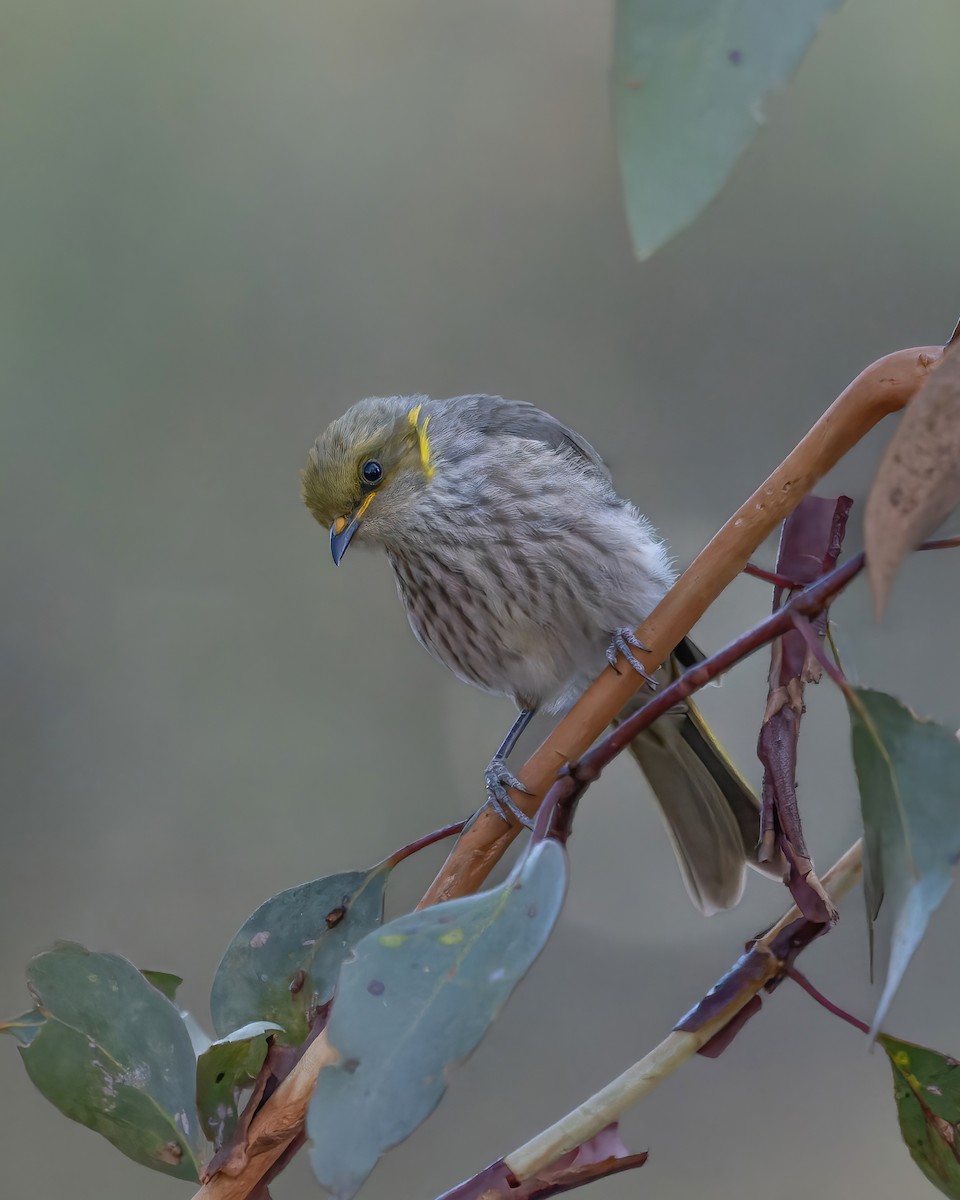 Yellow-plumed Honeyeater - ML614923454