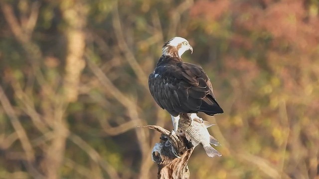 Osprey - ML614923528