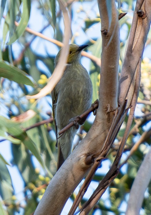 White-plumed Honeyeater - ML614923537