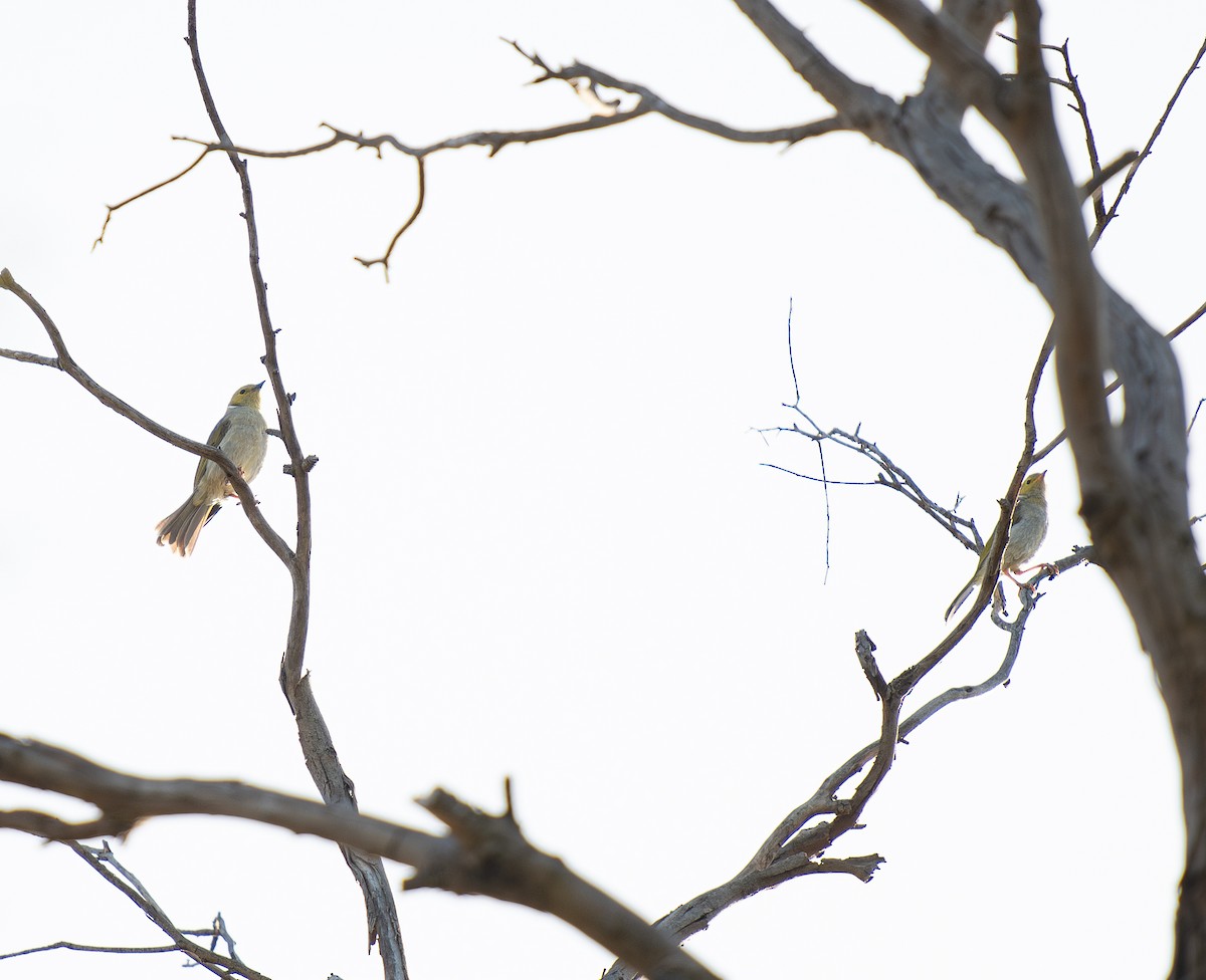 White-plumed Honeyeater - ML614923558