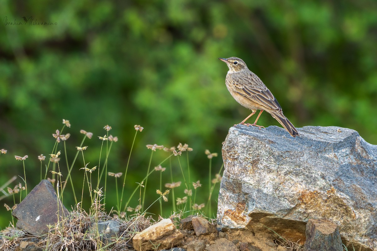 Long-billed Pipit - Ibrahim Alshwamin