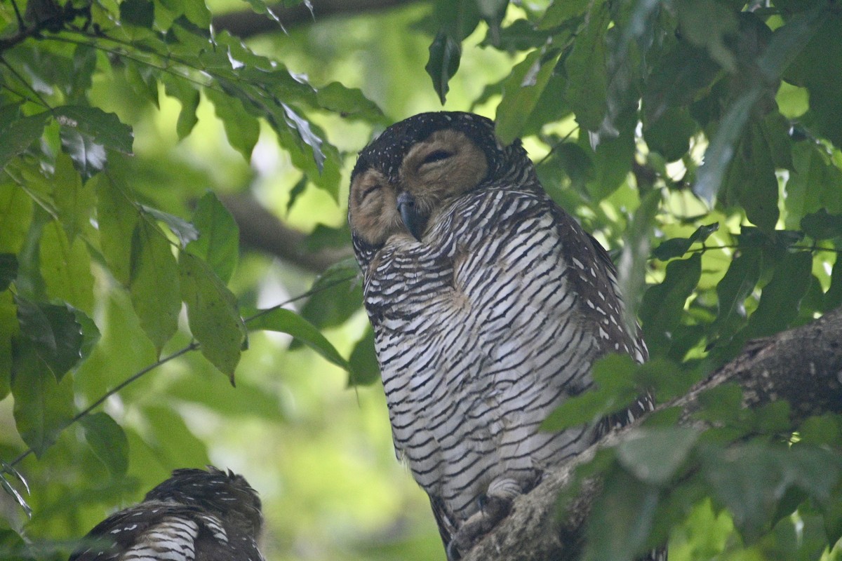 Spotted Wood-Owl - ML614923574