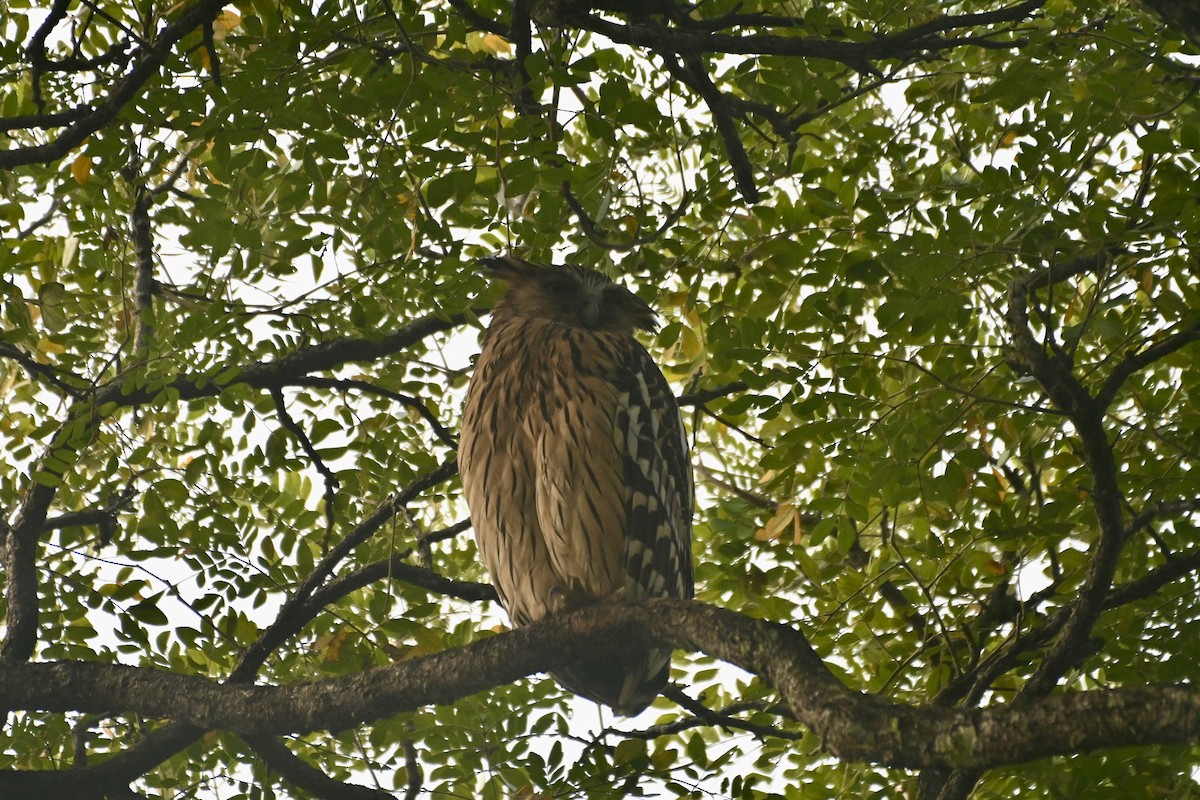 Buffy Fish-Owl - ML614923580