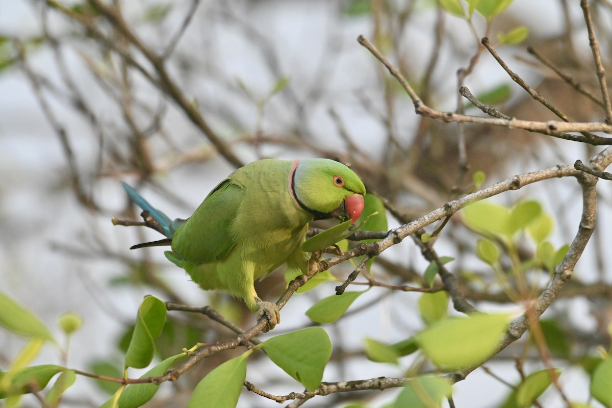 Rose-ringed Parakeet - ML614923581