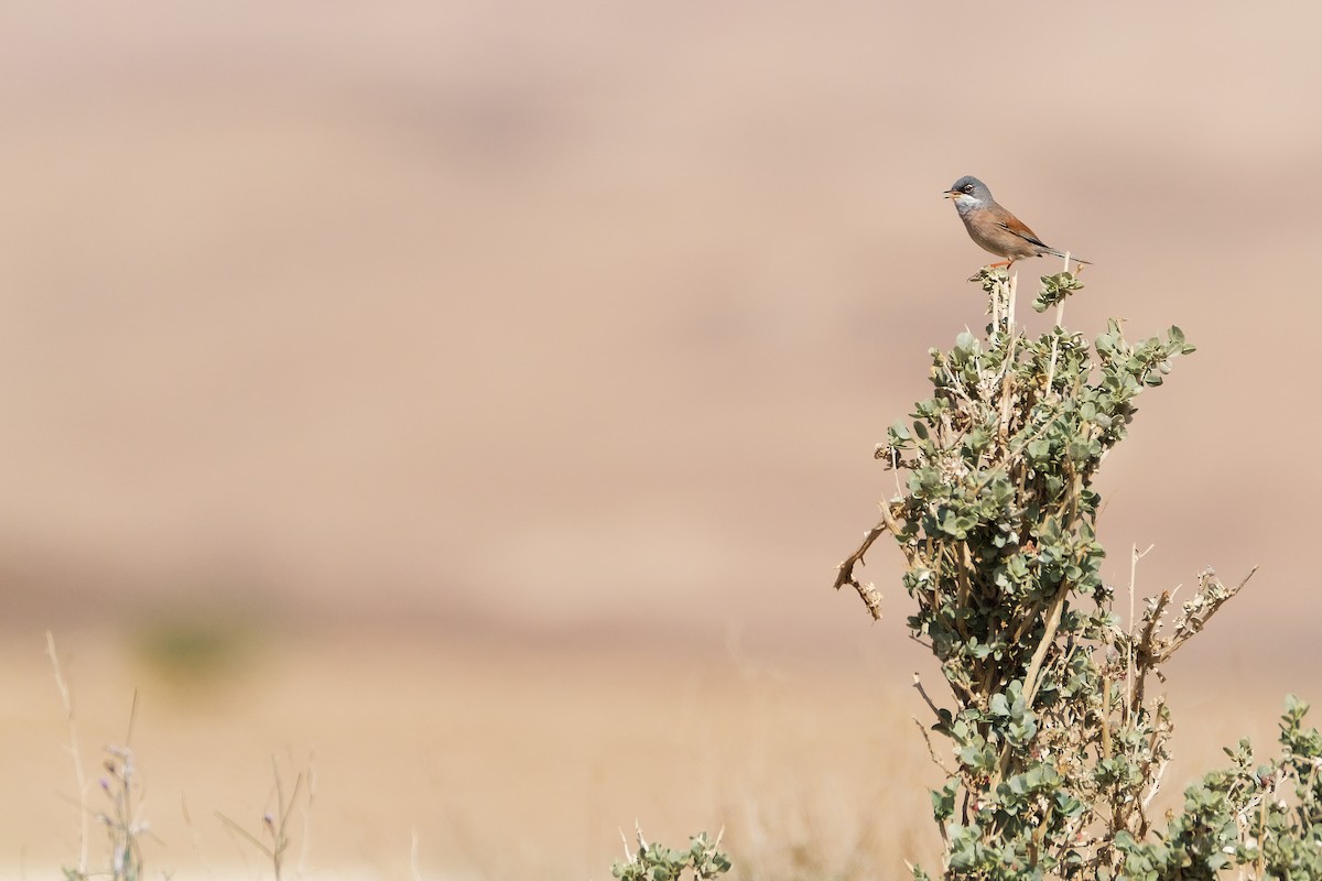 Spectacled Warbler - ML614923595