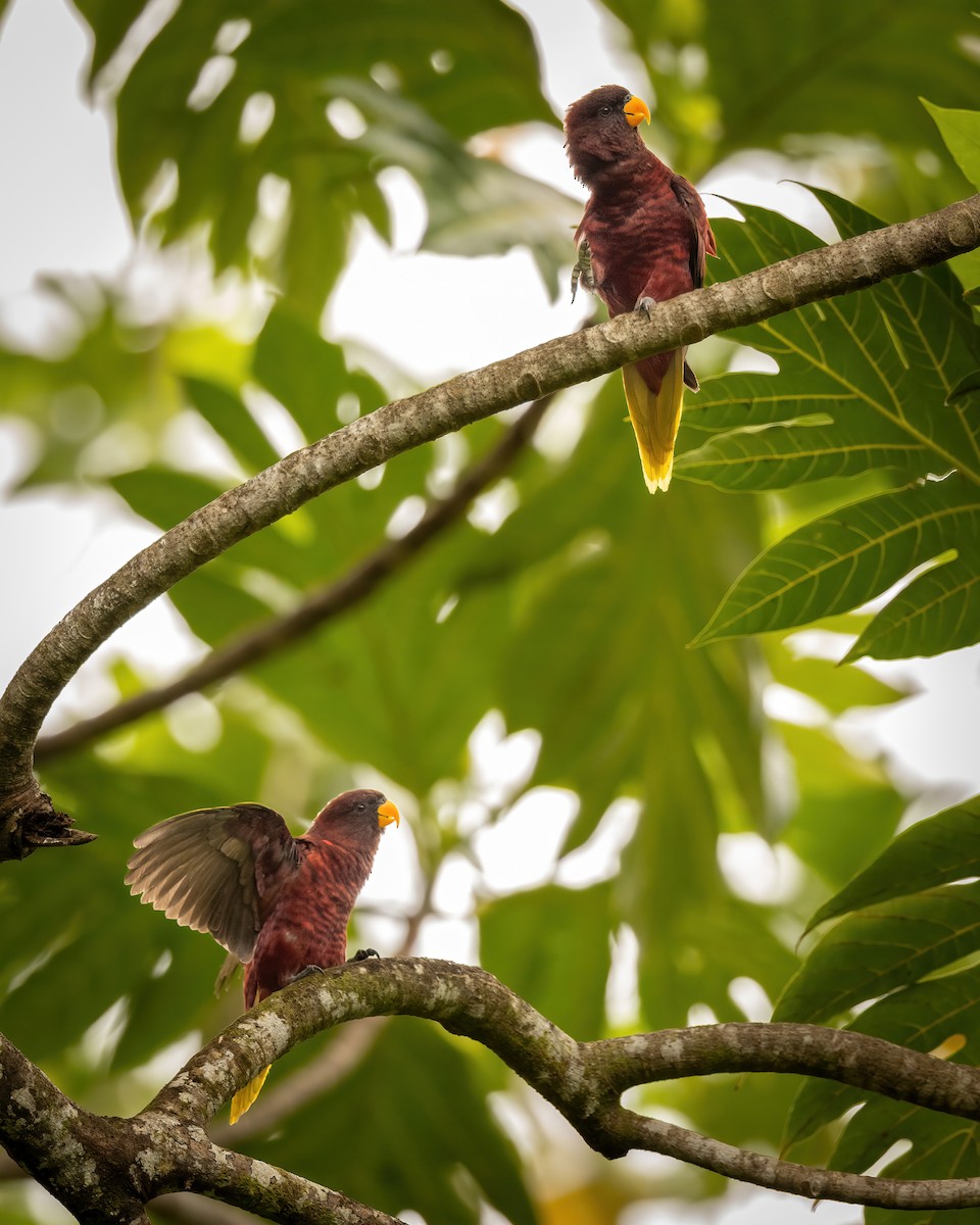 Pohnpei Lorikeet - ML614923599