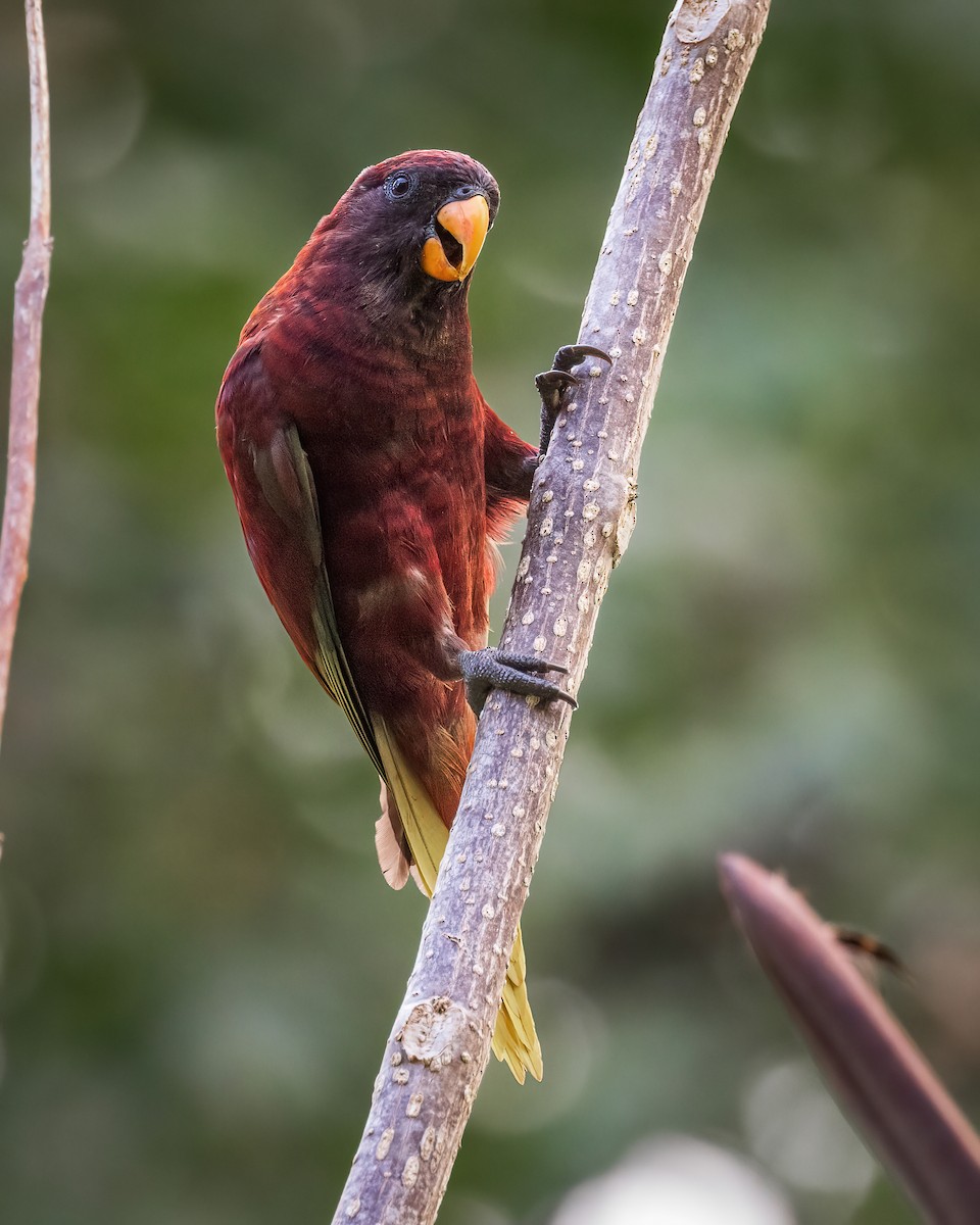 Pohnpei Lorikeet - ML614923612