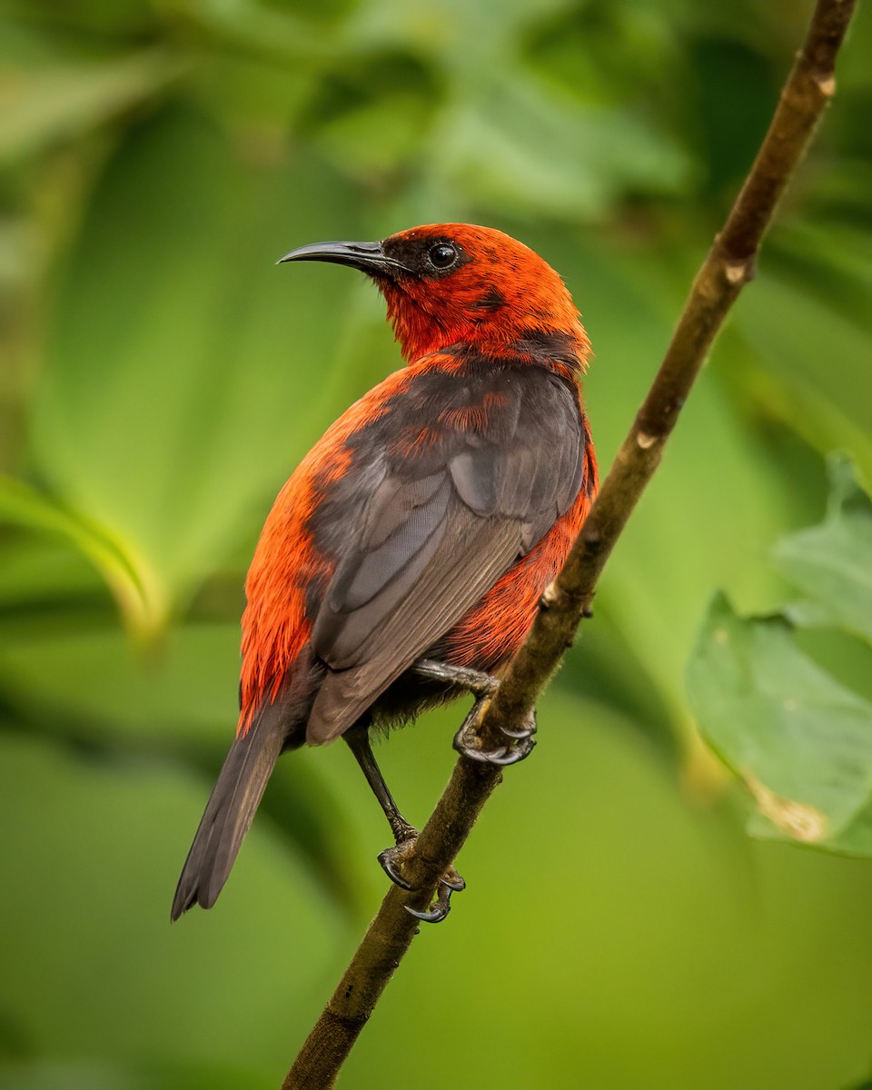 medosavka mikronéská - ML614923615