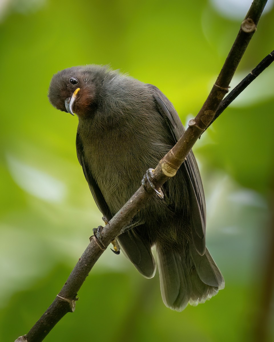 medosavka mikronéská - ML614923626