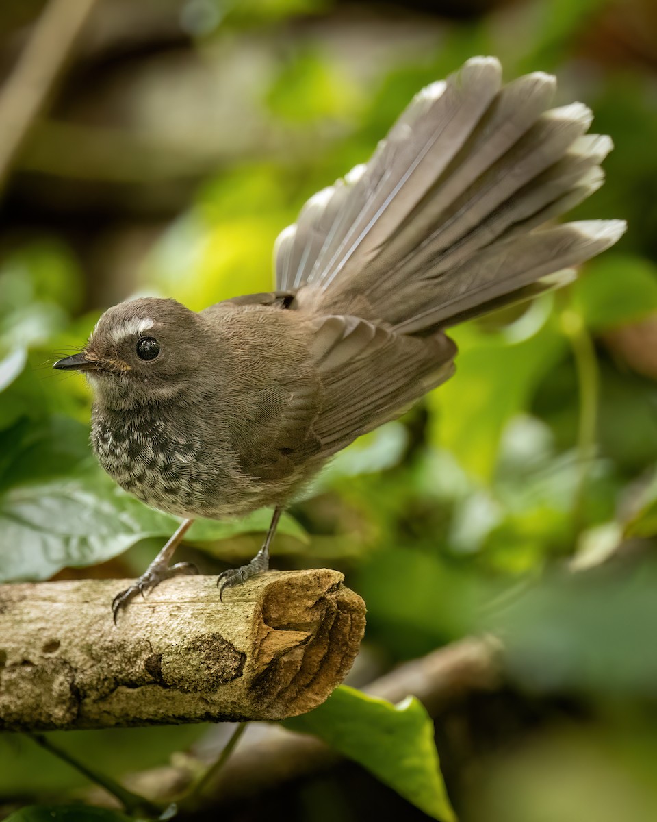 Pohnpei Fantail - ML614923627