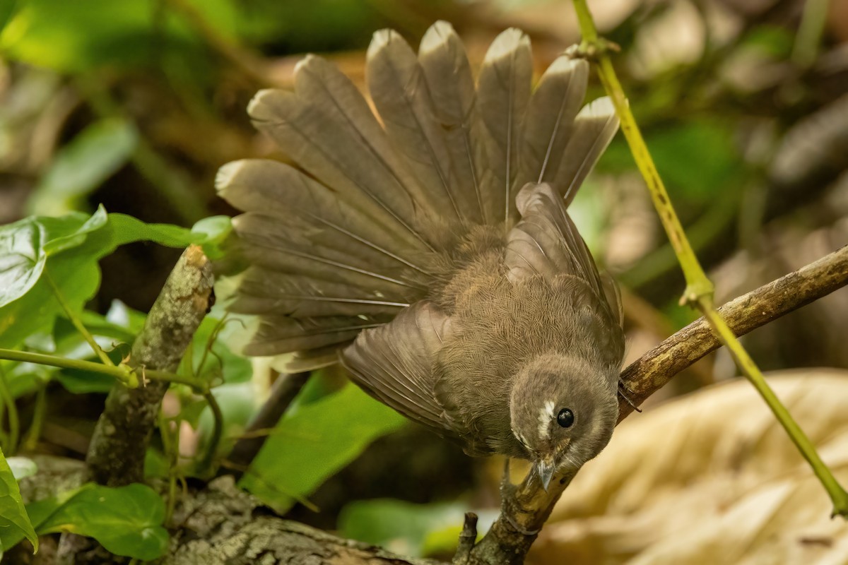 Pohnpei Fantail - Seth Horstmeyer