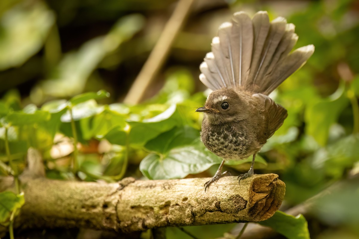 Pohnpei Fantail - ML614923629