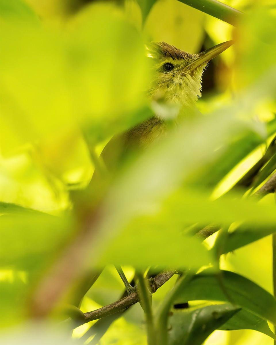 rákosník karolinský - ML614923639