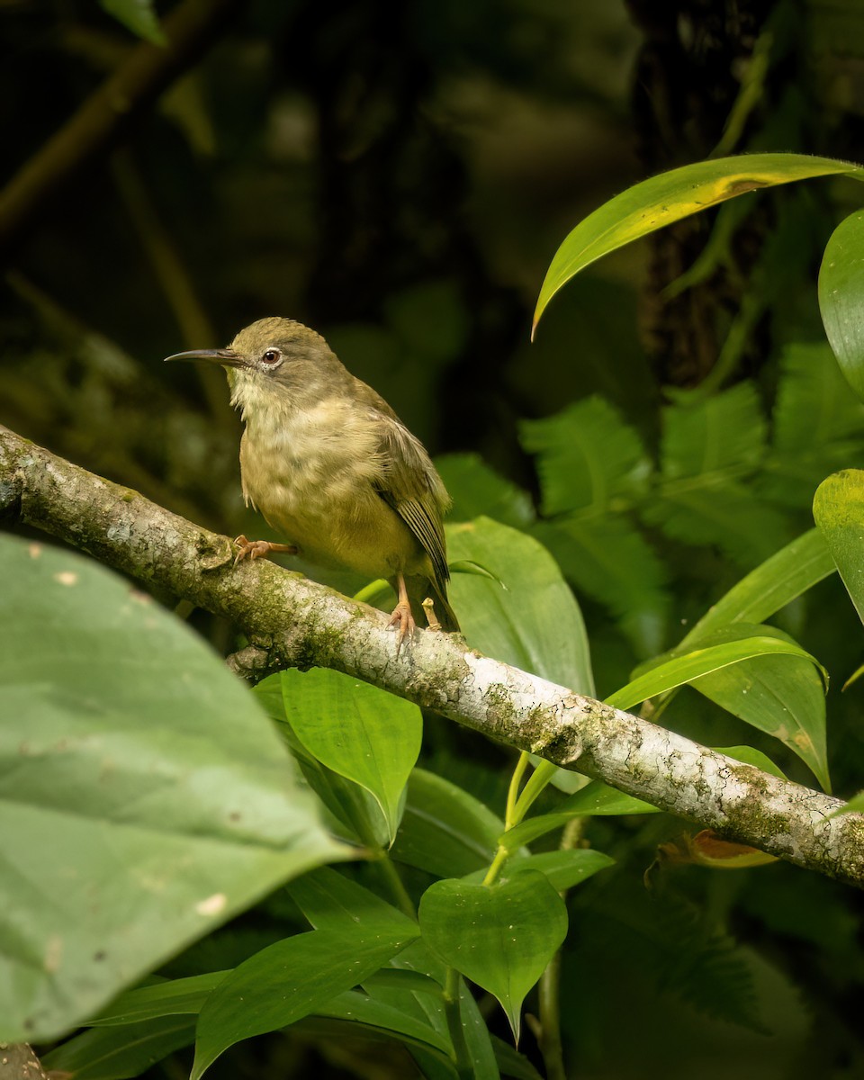 Long-billed White-eye - ML614923645