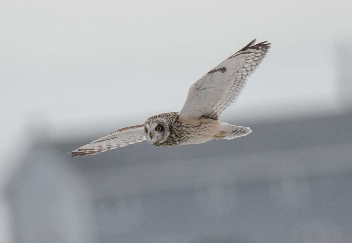 Short-eared Owl - ML614923655