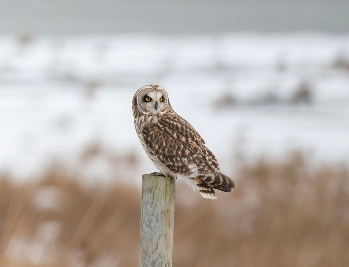 Short-eared Owl - ML614923661