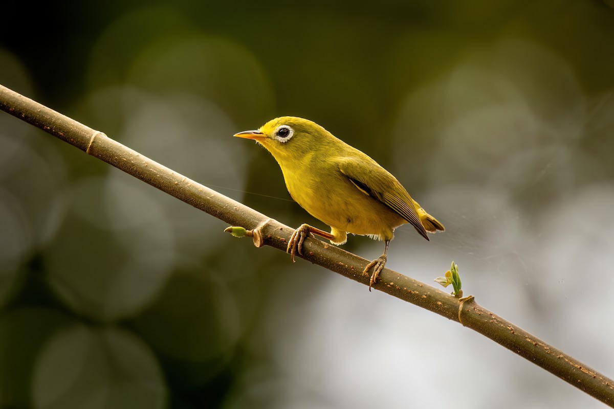 Caroline Islands White-eye - ML614923664