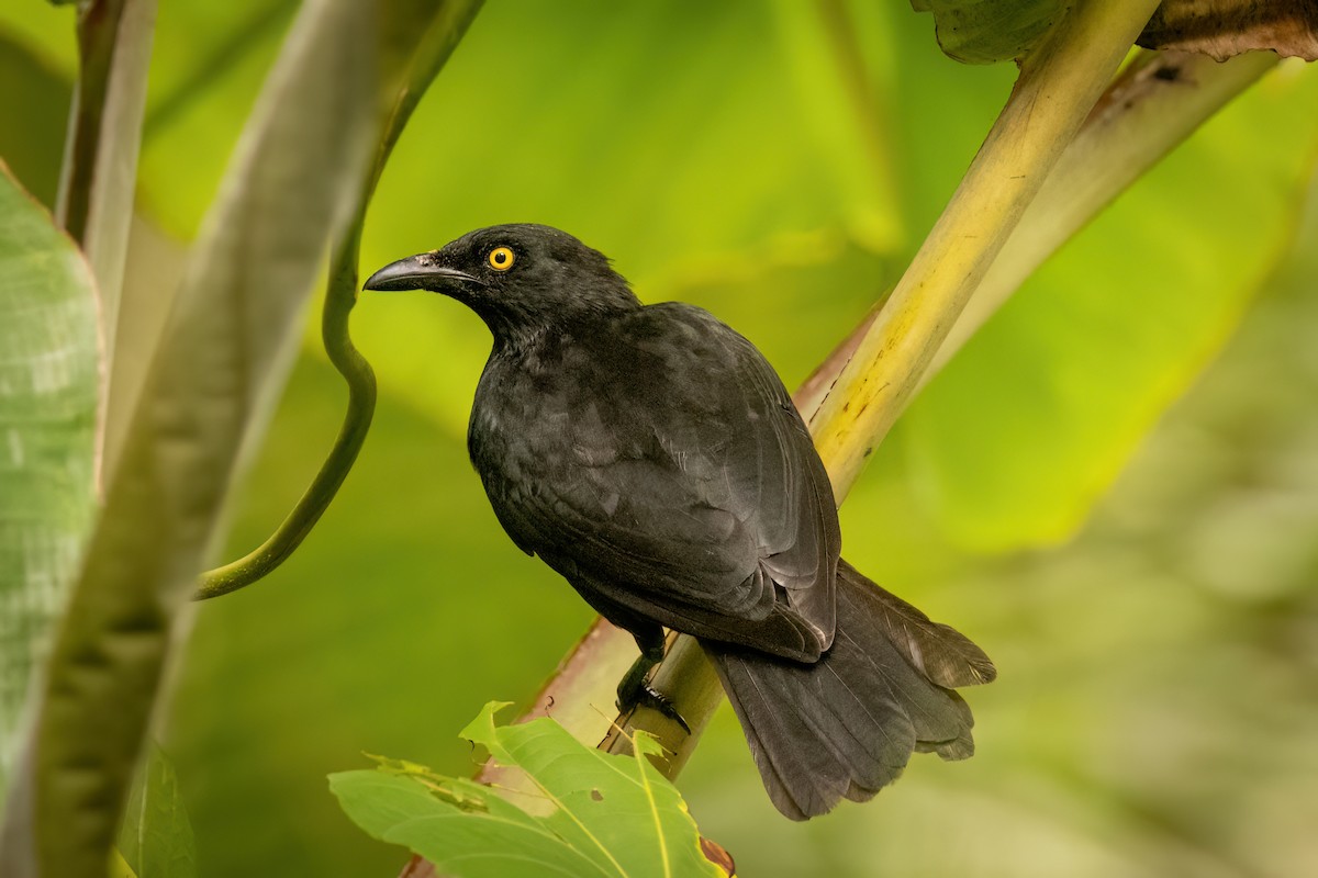 špaček mikronéský - ML614923679