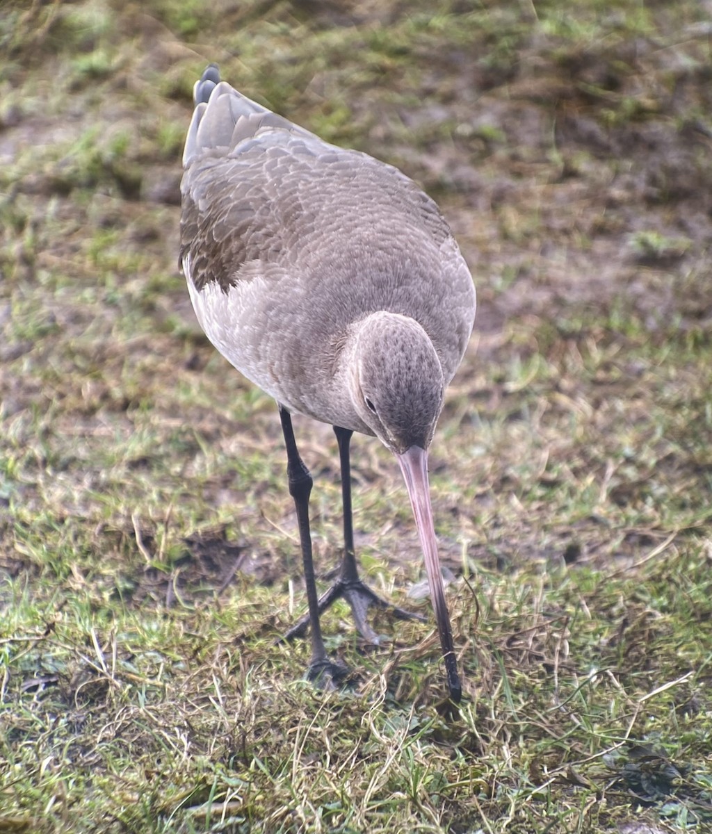 Black-tailed Godwit (islandica) - ML614923683